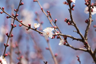 Mavi gökyüzüne karşı ağaçtaki çiçekler
