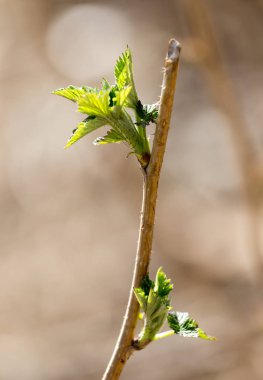 Genç bir ahududu baharda bırakır.