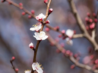 doğa ağacında çiçekler