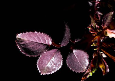 siyah bir arka plan üzerinde kırmızı yaprakları. Makro