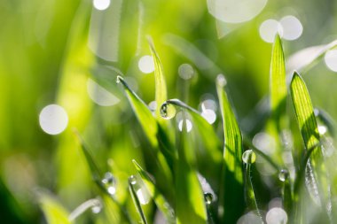 Doğadaki yeşil çimlerin üzerindeki çiy damlaları. makro