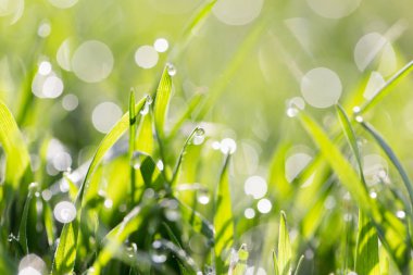 Doğadaki yeşil çimlerin üzerindeki çiy damlaları. makro