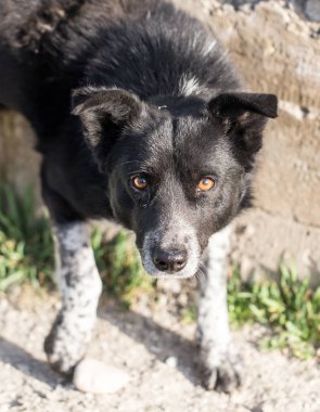 saldırgan köpekler göz doğa