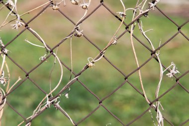 bir metal çit bir zemin olarak üzerinde kuru dağcı