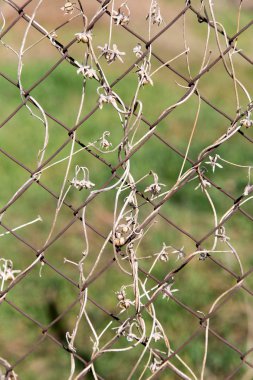 bir metal çit bir zemin olarak üzerinde kuru dağcı