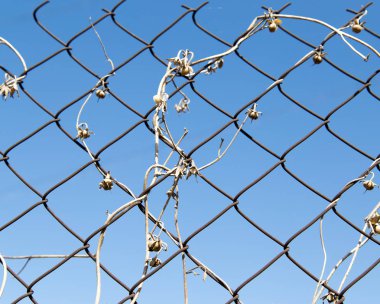 Mavi gökyüzünün arka planında metal bir çitte kuru dağcı.