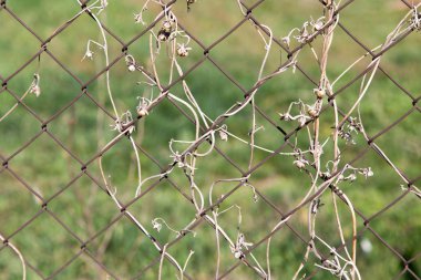 bir metal çit bir zemin olarak üzerinde kuru dağcı