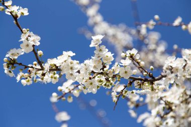 Mavi gökyüzüne karşı ağaçtaki çiçekler