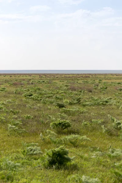 Primavera nelle steppe del Kazakistan — Foto Stock