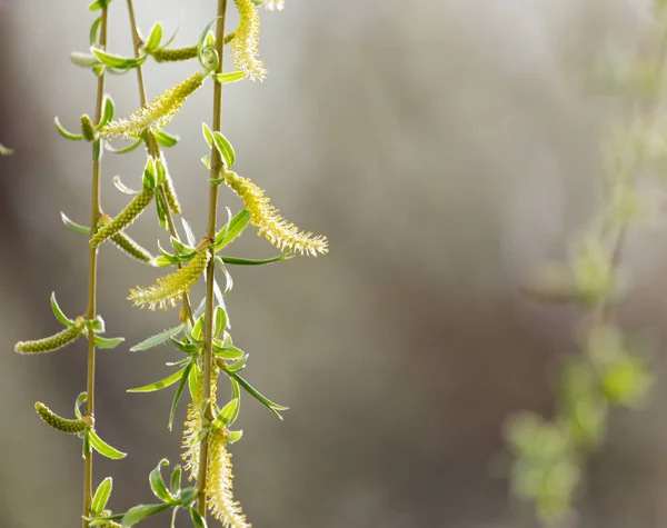 Salice in fiore sulla natura — Foto Stock