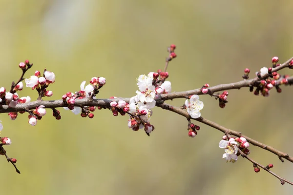 Aprikos blommor på ett träd i naturen — Stockfoto