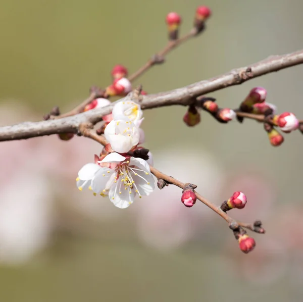 Aprikos blommor på ett träd i naturen — Stockfoto