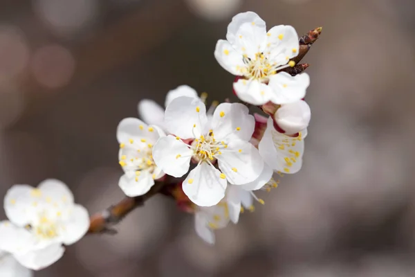 Aprikos blommor på ett träd i naturen — Stockfoto