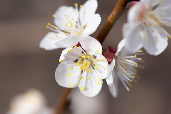 Apricot flowers on a tree in nature — Stock Photo, Image