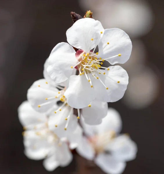 Morelowe kwiaty na drzewie w przyrodzie — Zdjęcie stockowe