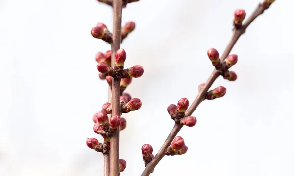 Fiori di albicocca su un albero in natura — Foto Stock