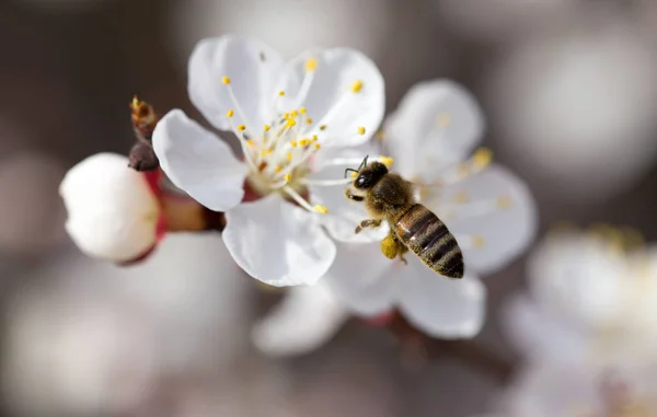 Bee on a flower in the nature. macro — Stock Photo, Image