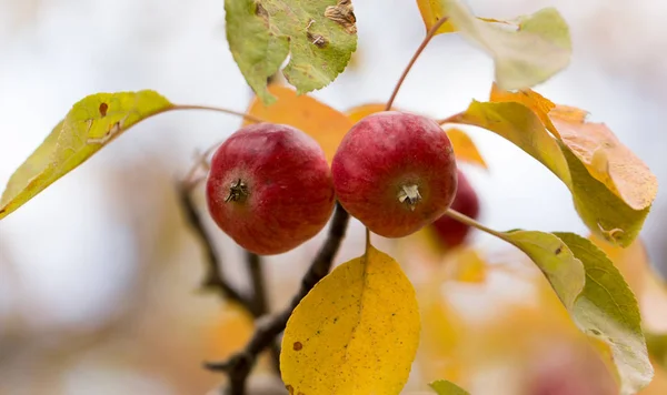 Red apple on the tree in nature — Stock Photo, Image