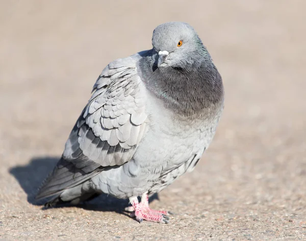 Portrait de pigeon sur la nature — Photo