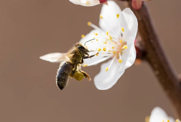 Bee on a flower in the nature. macro — Stock Photo, Image