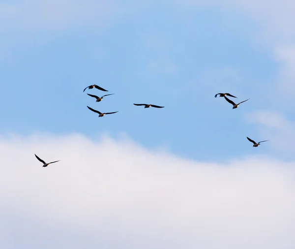 Una bandada de gaviotas volando en el cielo — Foto de Stock