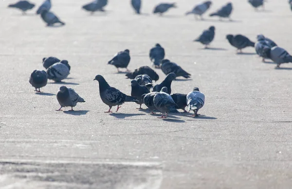 En flock duvor i staden — Stockfoto