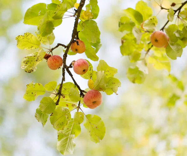 Ripe apples on the tree in nature — Stock Photo, Image