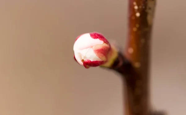 Flores de albaricoque en un árbol en la naturaleza — Foto de Stock