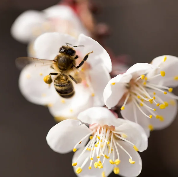 Bee on a flower in the nature. macro — Stock Photo, Image