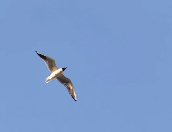 Чайка в полете против голубого неба — стоковое фото