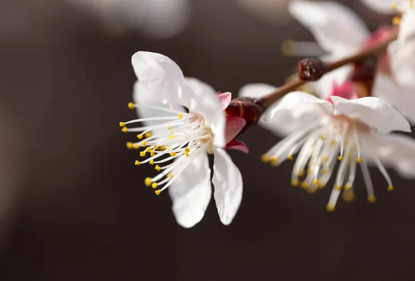 Flores de albaricoque en un árbol en la naturaleza — Foto de Stock