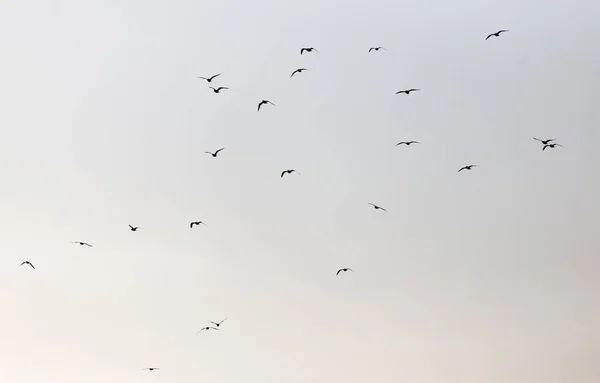 Un troupeau de mouettes dans le ciel au coucher du soleil — Photo