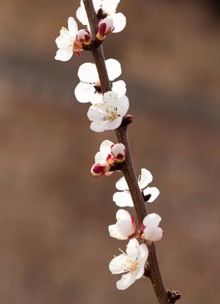Цветы абрикоса на дереве в природе — стоковое фото