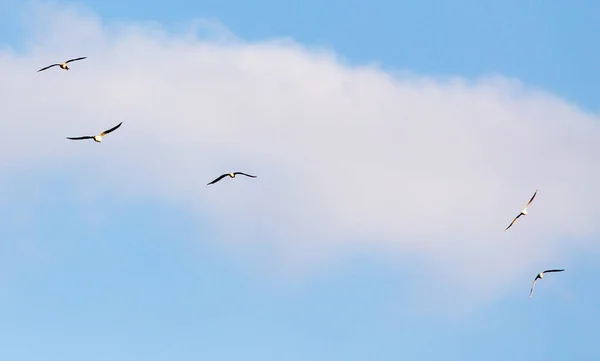 Una bandada de gaviotas en el cielo al atardecer — Foto de Stock