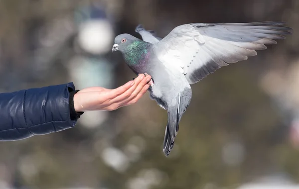 Paloma en la mano sobre la naturaleza —  Fotos de Stock