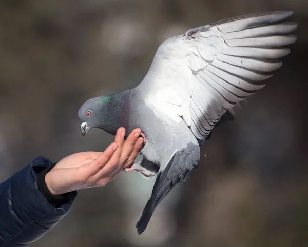 Pigeon on the hand on nature — Stock Photo, Image