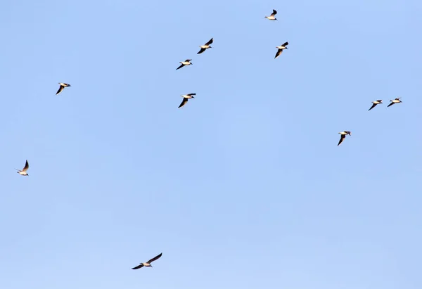 Un troupeau de mouettes contre un ciel bleu — Photo