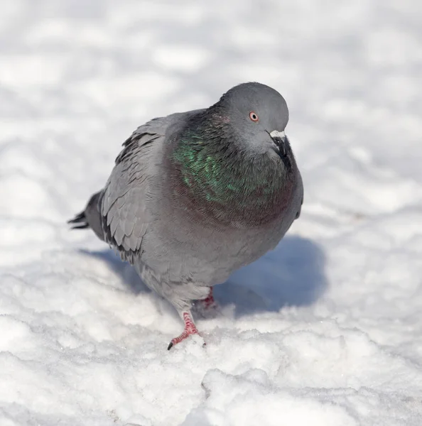 Taube im Schnee auf der Natur — Stockfoto