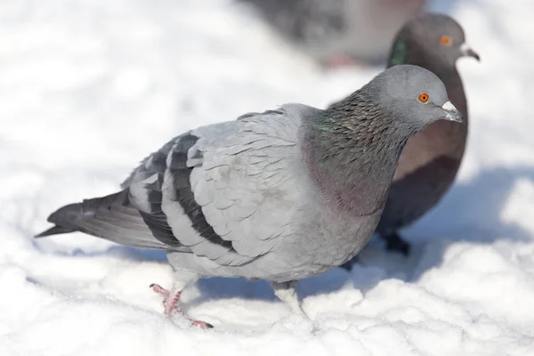 Taube im Schnee auf der Natur — Stockfoto