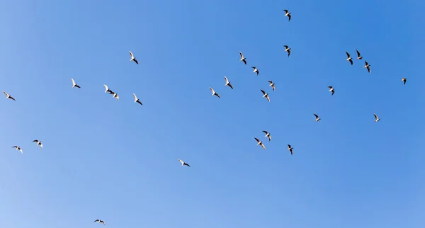 Una bandada de gaviotas contra un cielo azul — Foto de Stock