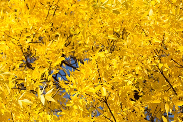 Hojas amarillas en el árbol en otoño — Foto de Stock