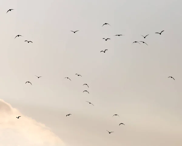 En flock måsar på himlen vid solnedgången — Stockfoto