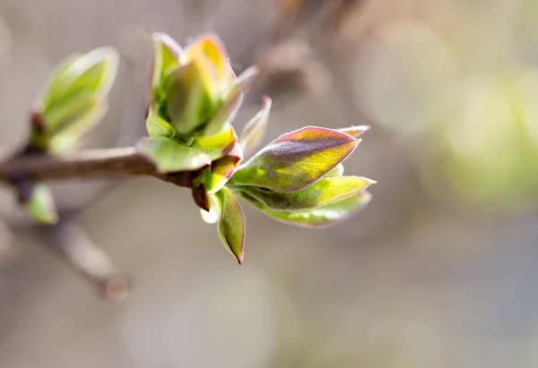 自然の枝の若い葉 — ストック写真