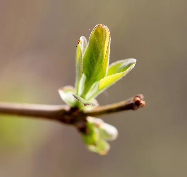 Hojas jóvenes en la rama en la naturaleza — Foto de Stock