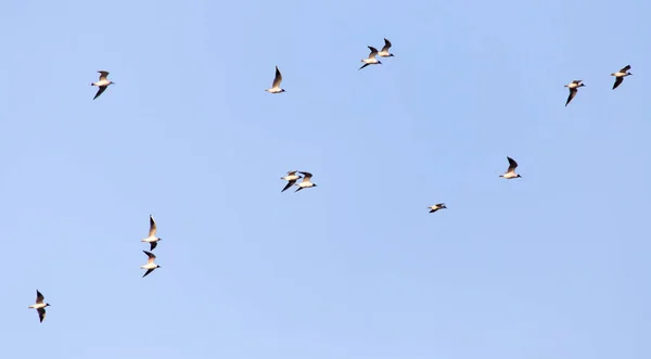 Un troupeau de mouettes dans le ciel au coucher du soleil — Photo