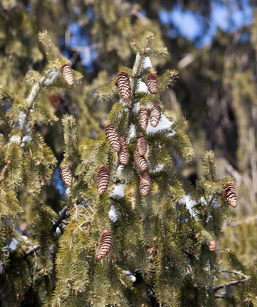 Brotes en las ramas de abeto en la naturaleza —  Fotos de Stock