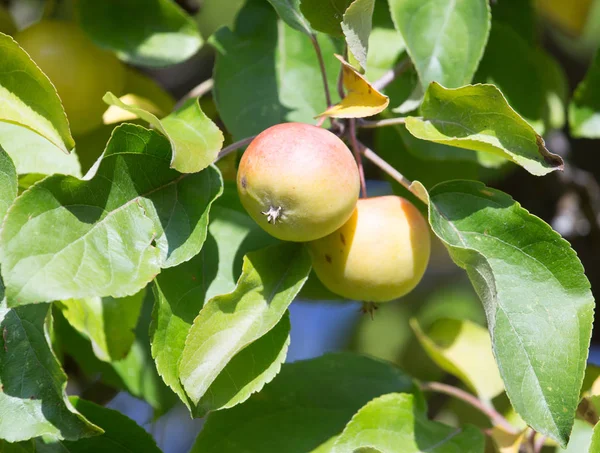 Dojrzałe jabłka na drzewie w przyrodzie — Zdjęcie stockowe