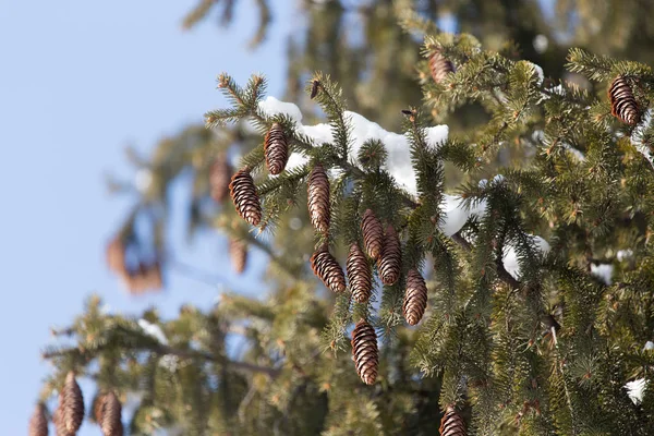 Nieve en las ramas de abeto invierno —  Fotos de Stock