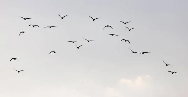 Um bando de gaivotas no céu ao pôr-do-sol — Fotografia de Stock