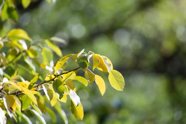 Foglie verdi sull'albero in natura — Foto Stock